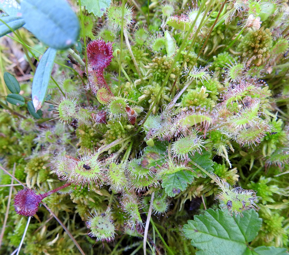 Drosera rotundifolia - pyöreälehtikihokin ruusukelehdet ovat lukuisat ja vihreät tai punasävyiset. Ruoti on karvainen ja yleensä noin 0,5-4,5 cm pitkä. Lapa on pyöreämuotoinen ja tavallisesti pituuttaan leveämpi. EH, Hämeenlinna, Pullerinmäki, Ahvenistonharjun juurella olevan Kahtoilammen luoteispään rantasuo, 11.7.2021. Copyright Hannu Kämäräinen.