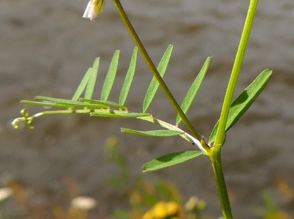Ervilia hirsuta - peltovirvilän lehtilapa on lehdykät levällään yleensä noin 1-3,5 cm leveä. Lehdyköiden ruoti on enintään 0,5 mm pitkä. Vaikka lehdykät ovat kaljut, lehtilavan keskiranka on vaihtelevasti karvainen. Lehdet ovat korvakkeelliset. Korvakkeet ovat suikeahkot ja ulkosivun tyvihammasta lukuun ottamatta ehyet tai laidoiltaan harvahampaiset tai rihmamaisen kapeat ja kärjestään liuskaiset. Ne ovat noin 2-3 mm pitkät. 1.8.2015. Copyright Hannu Kämäräinen.