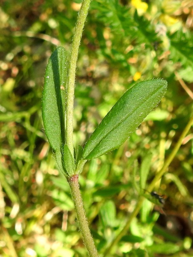 Helianthemum nummularium - kultapäivännoudon lehdet ovat korvakkeelliset, lyhytruotiset ja varrella vastakkain. Korvakkeet ovat suikeat, lehtimäiset, vihreät ja hapsikarvaiset sekä noin 3-8 mm pitkät ja noin 0,7-1,2 mm leveät. Ruoti on hapsikarvainen ja noin 2-4 mm pitkä sekä korvakkeita lyhyempi. Lehtilapa on suikean pitkulainen, tylppä- tai pyöreäkärkinen ja pyöreä- tai lyhyen kiilatyvinen sekä yläpinnaltaan vihreä. Se on tavallisesti noin 10-30 mm pitkä ja leveimmältä kohtaa noin 2-10 mm leveä. Ketopäivännoudon lehtilavan yläpuoli on pinnaltaan ja laidoiltaan harvemmin tai tiheämmin hapsikarvainen. Tanskanpäivännoudon lehtien yläpinta on kaljuhko tai vähäkarvainen. A, Finström, Bastö, koilliskulma, Ekudden, tammi- ja saarnivaltainen niemi, niemen länsipuolen tasaisen kallioalueen laide, 22.6.2023. Copyright Hannu Kämäräinen.