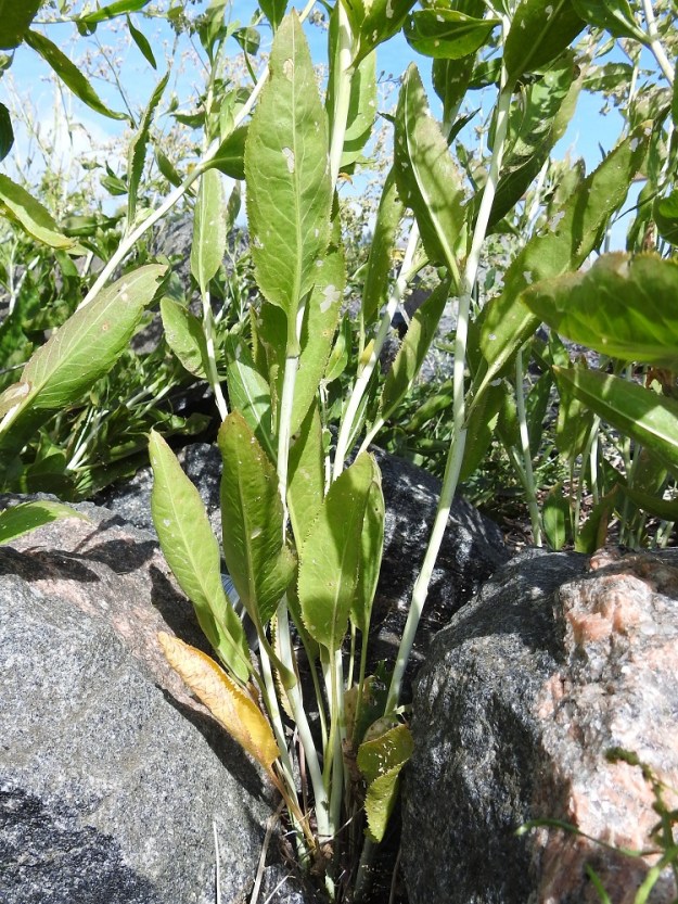 Lepidium latifolium - isokrassin alus- ja ruusukelehtien sekä alimpien varsilehtien ruoti on usein noin 7-15 cm pitkä. Varsilehtien ruoti lyhenee latvaa kohti niin, että ylimmät lehdet ovat ruodittomat. Alus- ja ruusukelehtien sekä alempien varsilehtien lapa on ehyt, kuvan tavoin soikea, kiila- tai pyöreätyvinen ja suippokärkinen. Se on tavallisesti noin 10-20 cm pitkä ja leveimmältä kohtaa noin 3-7 cm leveä. Varsilehtien lapa pienenee ja kapenee latvaa kohti ja on usein noin 3-15 cm pitkä sekä leveimmältä kohtaa noin 1-5 cm leveä. Varret ovat vankat, alhaalta jopa 5-7 mm paksut, liereät ja sileät sekä kaljut ja vaaleanvihertävät tai sinertävät. Ne ovat alaosastaan haarattomat ja ylhäältä haarovat. 4.8.2026. Copyright Hannu Kämäräinen.