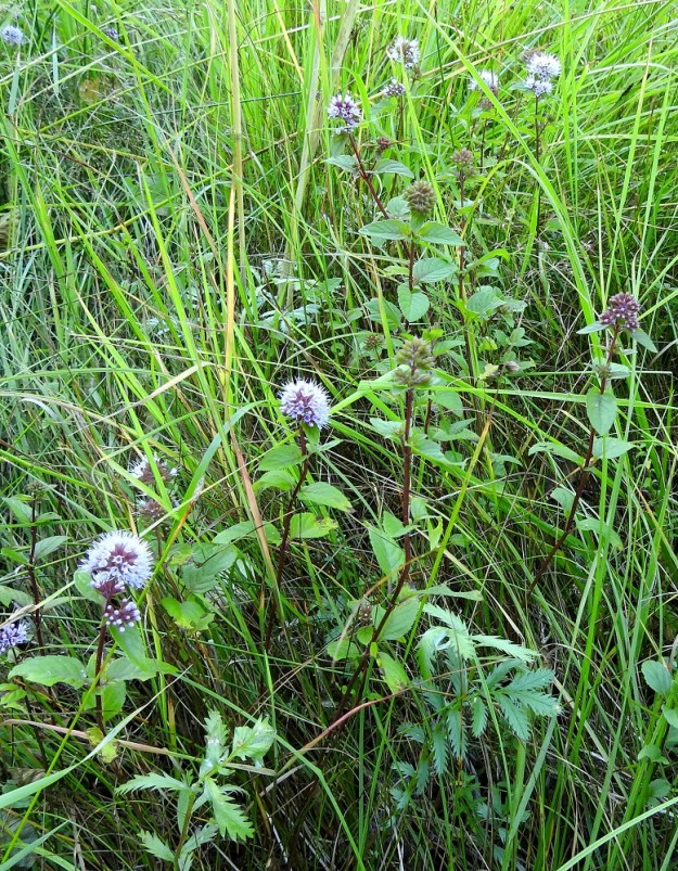 Mentha aquatica subsp. litoralis - merivesiminttu on Suomessa alkuperäinen. Se on hyvin harvinainen ja sitä esiintyy vain Ahvenanmaalla ja Satakunnan eliömaakunnassa, Eurajoen rannikolla. Vuoden 2019 uhanalaisuusarvioinnissa se on todettu silmälläpidettäväksi (NT). 8.8.2026. Copyright Hannu Kämäräinen.