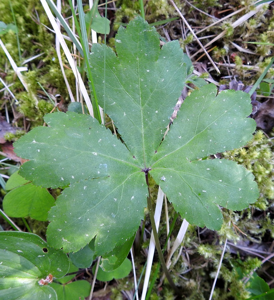 Sanicula europaea - (euroopan)haavayrtin lehtilavan osaliuskat ovat vastapuikeat, kapeatyviset, yleensä noin 1,5-7 cm pitkät ja leveimmältä kohtaa noin 1-4,5 cm leveät. Lavan yläpinta on oheisen kuvan tavoin tummanvihreä tai edellisen ja seuraavan kuvan tavoin helakanvihreä. A, Eckerö, Skag, Kråkskär, erilleen kuroutuneen merenlahden, Fladanin pohjoispään itäpuolinen, rehevä metsäalue, 21.6.2023. Copyright Hannu Kämäräinen.