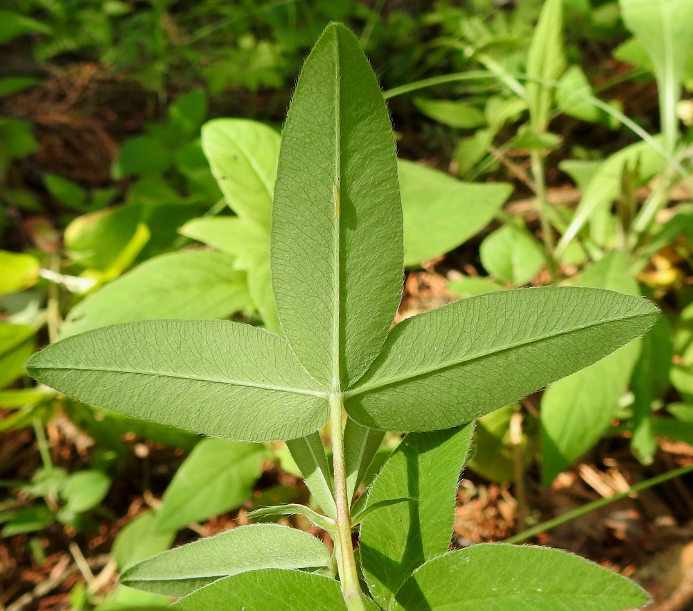 Trifolium medium - metsäapilan lehdykät ovat alta vaaleanvihreät ja pinnaltaan sekä lehdykän laidoista karvaiset. Ne ovat lähes ehytlaitaiset ja sivusuoniltaan haaraiset. Lehdyköissä on lähes huomaamaton ja noin 0,7-2 mm pitkä ruoti. EH, Hämeenlinna, Lammi, Evo, Padasjoentien (tie 53) osittain ruohostopohjainen laitametsä Opistotien risteyksen lounaispuolella, 13.7.2024. Copyright Hannu Kämäräinen.