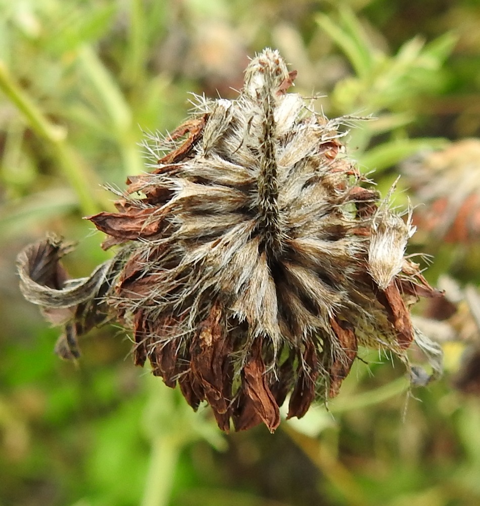 Trifolium pratense - puna-apilan teriöt eivät varise vaan lakastuvat paikoilleen. Kukan verhiö on tyveltään torvimaisen yhdislehtinen ja kärjestään viisiliuskainen, kuten edellä on jo todettu. Torviosa on karvainen, noin 3-3,5 mm pitkä ja noin 1,5-2 mm leveä. Verhiö on muuttunut kuivuessaan harmaaksi. EH, Hämeenlinna, Loimalahti, Sampo, Sammonojan varsi Sammonojantien kanssa samansuuntaisen peltotien koillispuolella, 16.8.2021. Copyright Hannu Kämäräinen.