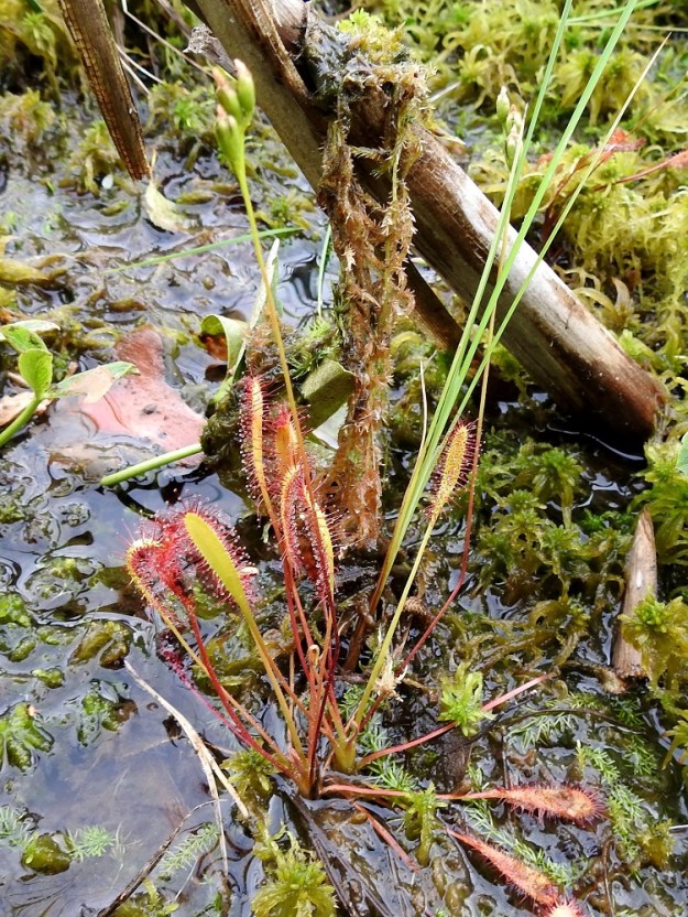 Drosera anglica - pitkälehtikihokki on Suomessa alkuperäinen ja yleinen tai yleisehkö kaikissa eliömaakunnissa. Suomessa ja koko Euroopassa tavataan vain kolmea kihokkilajia, pitkälehtikihokin lisäksi, pyöreälehtikihokkia, D. rotundifolia ja pikkukihokkia, D. intermedia. EH, Kangasala, Sahalahti, Isolahti, Mutajärvi-lammen pohjoisosan koillispuolinen rantaneva lähellä vesirajaa, 9.7.2021. Copyright Hannu Kämäräinen.