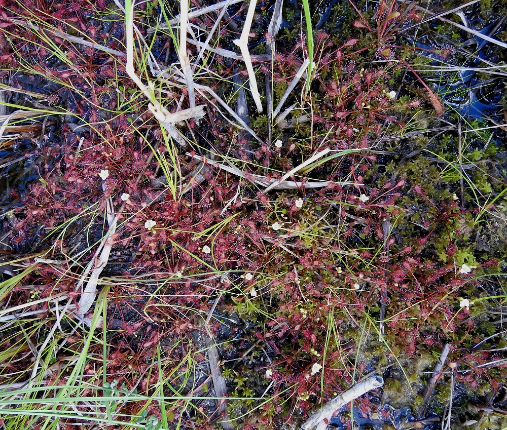 Drosera intermedia - pikkukihokin kasvupaikkoina ovat lähinnä ravinteisten soitten rimpi- ja välikköpinnat, rantanevat ja -luhdat sekä suolampien mutarannat. Vuonna 2019 julkaistussa uhanalaisuusarvioinnissa laji on todettu vaarantuneeksi (VU). 16.7.2026. Copyright Hannu Kämäräinen.