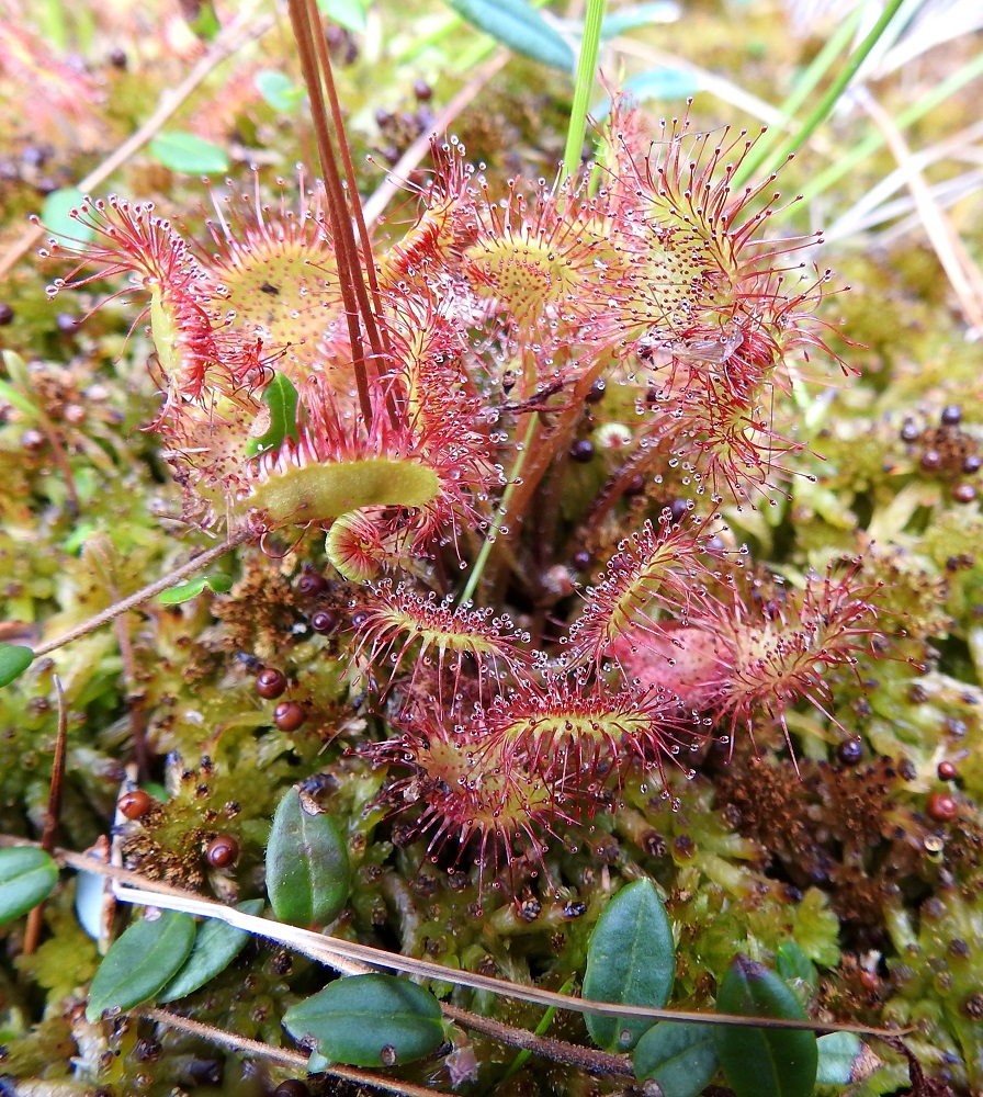 Drosera rotundifolia - pyöreälehtikihokki on vanha rohdoskasvi. Lehtien valkuaisaineita hajottavia entsyymejä on hyödynnetty mm. syylien ja känsien hoidossa. Lehdistä valmistetulla lääkkeellä on hoidettu ainakin yskää, hinkuyskää, punatautia ja silmäsairauksia. Kihokeista parhaat lääkinnälliset vaikutukset omaavan pyöreälehtikihokin merkitys lääkinnällisessä käytössä ei ole hävinnyt vieläkään. Sitä on Suomessa kerätty kaupallisesti jo vuosikymmenten ajan. Sen sisältämiä ainesosia hyödynnetään erityisesti yskänlääkkeissä ja kurkkupastilleissa sekä ihonhoitotuotteissa. EH, Hämeenlinna, Pullerinmäki, Ahvenistonharjun juurella olevan Kahtoilammen luoteispään rantasuo, 11.7.2021. Copyright Hannu Kämäräinen.