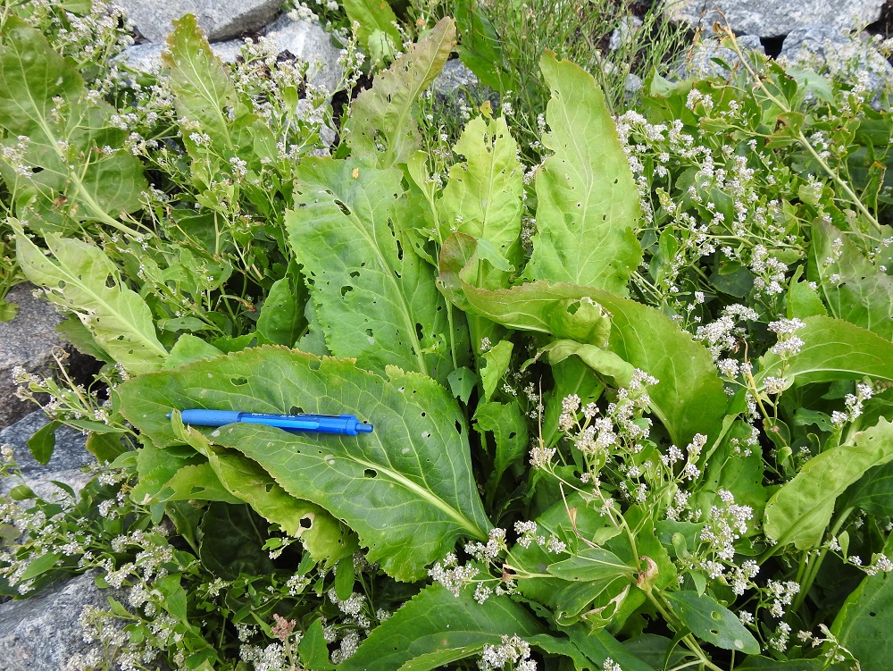 Lepidium latifolium - isokrassin alus- ja ruusukelehdet voivat kuvan tavoin olla myös puikeat, lähes suora- tai herttatyviset, pyöreähkökärkiset ja noin 20-30 cm pitkät sekä leveimmältä kohtaa noin 8-16 cm leveät. 4.8.2026. Copyright Hannu Kämäräinen.