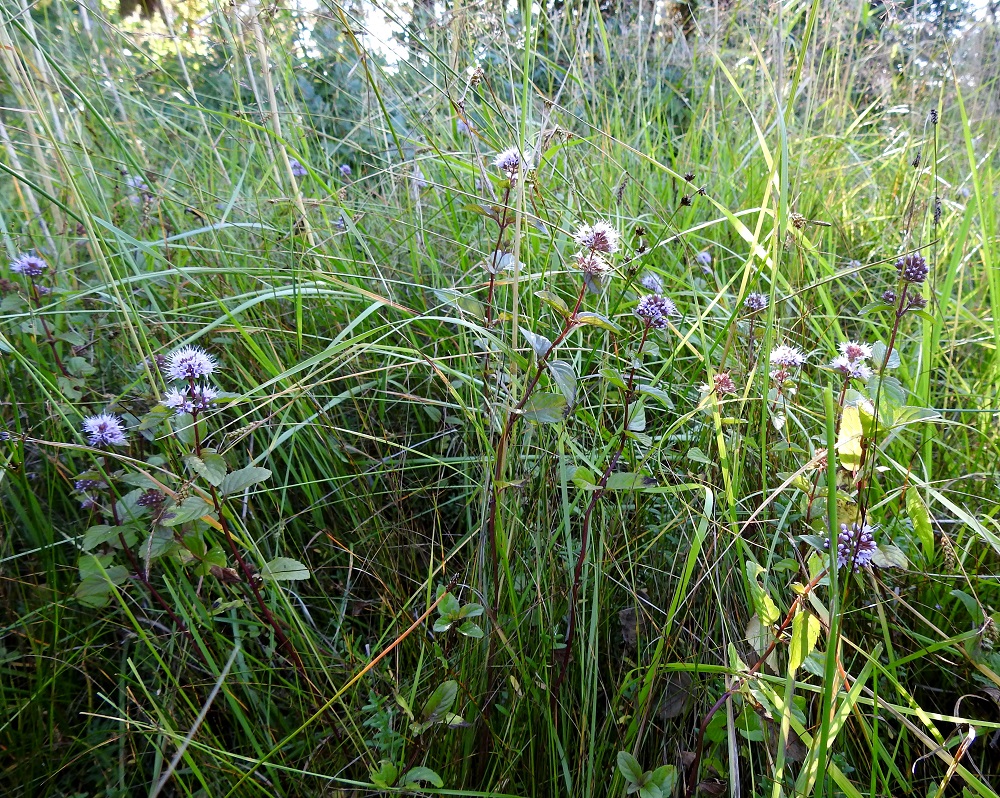 Mentha aquatica subsp. litoralis - merivesimintun kasvupaikkoina ovat yksinomaan merenrantaniityt, joiden pohja on vesivaikutteinen. Purovesiminttu on makeanveden rantakasvi, joka viljeltynä tai viljelykarkulaisena saattaa kuitenkin kasvaa etäälläkin vesistöistä. 8.8.2026. Copyright Hannu Kämäräinen.
