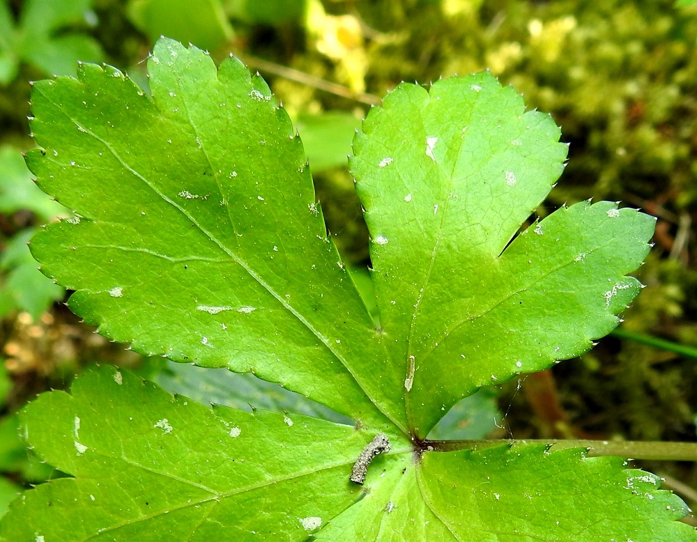 Sanicula europaea - (euroopan)haavayrtin lehtilavan osaliuskat ovat kärkiosastaan leveäliuskaiset ja lähes tyveen saakka laidoiltaan hampaiset. Hampaat ovat otakärkiset. A, Eckerö, Skag, Kråkskär, erilleen kuroutuneen merenlahden, Fladanin pohjoispään itäpuolinen, rehevä metsäalue, 21.6.2023. Copyright Hannu Kämäräinen.
