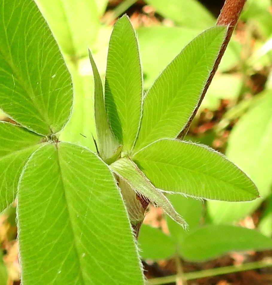 Trifolium medium - metsäapilan lehdet ovat korvakkeelliset. Korvakkeet ovat noin 15-25 mm pitkät ja vähintään puoleen väliin saakka ruodin kanssa yhdiskasvuiset. Vapaat kärkiosat ovat lähinnä hyvin kapean kolmiomaiset, pitkäsuippuisen teräväkärkiset, pitkäkarvaiset ja leveimmältä kohtaa noin 1-2 mm leveät. EH, Hämeenlinna, Lammi, Evo, Padasjoentien (tie 53) osittain ruohostopohjainen laitametsä Opistotien risteyksen lounaispuolella, 13.7.2024. Copyright Hannu Kämäräinen.