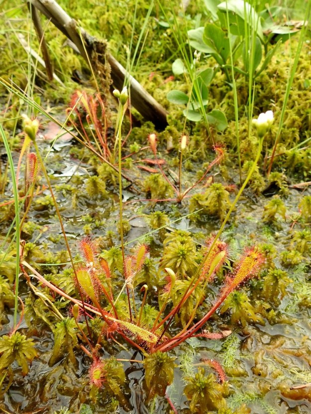 Drosera anglica - pitkälehtikihokin kasvupaikkoina ovat lähinnä rämeet, nevat, letot, luhtasuot, rannat, vesijätöt ja hylättyjen sorakuoppien tihkupinnat. EH, Kangasala, Sahalahti, Isolahti, Mutajärvi-lammen pohjoisosan koillispuolinen rantaneva lähellä vesirajaa, 9.7.2021. Copyright Hannu Kämäräinen.