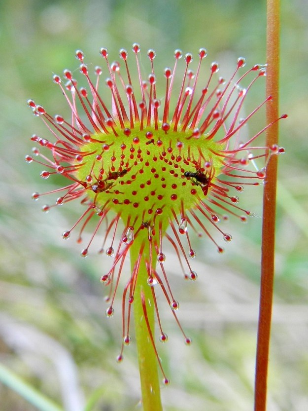 Drosera rotundifolia - pyöreälehtikihokin lehtilapa on tavallisesti noin 3-12 mm pitkä ja noin 5-15 mm leveä. Se on päältä, laidoiltaan ja usein ruodin yläosastakin pitkäkarvainen. Karvat ovat noin 1-5 mm pitkät, punaiset, tahmeat ja pisarakärkiset. Niillä kihokit pyydystävät hyönteisiä. Karvojen entsyymit sulattavat hyönteisen pehmeät osat kasvin lisäravinnoksi. EH, Hämeenlinna, Pullerinmäki, Ahvenistonharjun juurella olevan Kahtoilammen luoteispään rantasuo, 2.7.2011. Copyright Hannu Kämäräinen.