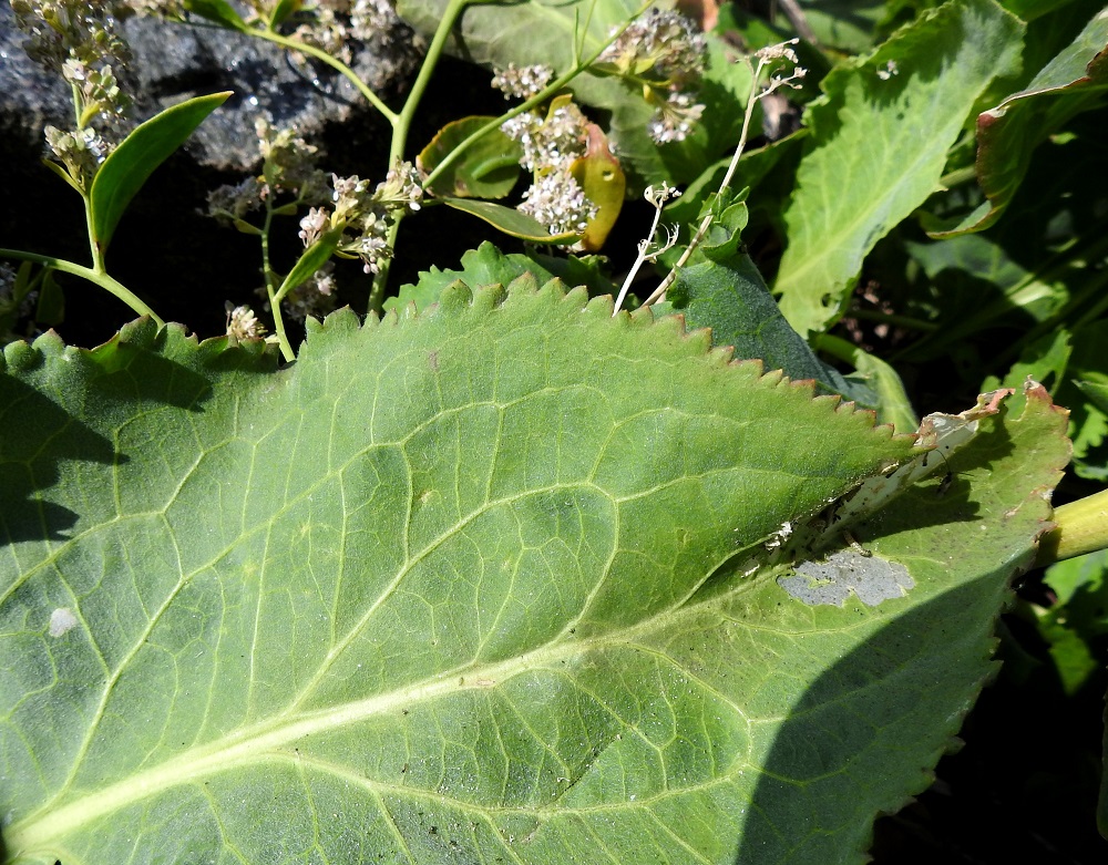 Lepidium latifolium - isokrassin lehdet ovat paksuhkot, nahkeat ja molemmin puolin vihreät. Alus- ja ruusukelehdet sekä alemmat varsilehdet ovat kokonaan tiheästi sahalaitaiset. Varsinkin alimmissa lehdissä hammastus on usein malliltaan epäsäännöllistä ja hampaiden keskinäinen koko vaihtelee. 4.8.2026. Copyright Hannu Kämäräinen.