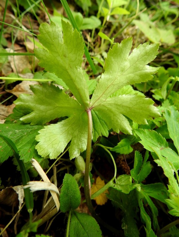 Sanicula europaea - (euroopan)haavayrtin lehtilapa on alapuolelta yläpintaa vaaleampi ja molemmin puolin kalju. Myös ruoti on kalju. Haavayrtti oli Euroopassa aikanaan laajasti tunnettu rohdoskasvi, joskaan Suomessa sillä ei harvinaisuutensa vuoksi ole ilmeisesti ollut hyötykäyttöä. Etelämpänä Euroopassa lajia on myös viljelty lääkekasvina. Muserretuilla lehdillä on parannettu juuri suomalaisen nimen mukaisesti ulkoisia haavoja. Rohdosvalmisteella on hoidettu myös mm. sisäisiä mahahaavoja ja suoliston haavoja. 18.6.2023. Copyright Hannu Kämäräinen.