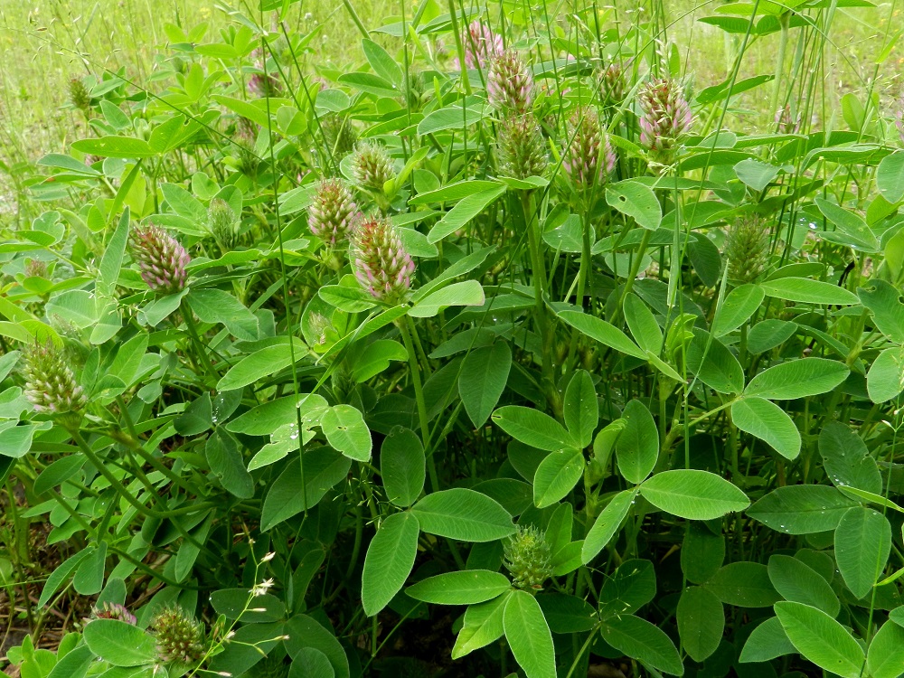 Trifolium medium - metsäapila on Suomessa alkuperäinen ja yleinen etelästä päin Satakunnan, Etelä-Hämeen ja Etelä-Savon eliömaakuntiin saakka sekä harvinainen alkuperäinen Pohjois-Karjalan eliömaakunnassa. Lisäksi se on harvinainen muinaistulokas Pohjois-Hämeen ja Pohjois-Savon eliömaakunnissa. Lajia on myös tavattu harvinaisena tai hyvin harvinaisena uustulokkaana kaikissa muissa eliömaakunnissa Enontekiön Lappia lukuun ottamatta. EH, Hämeenlinna, Keinusaari, Varikonniemi, metsittynyt, entinen saha- ja armeijan varikkoalue, niemen tyviosan laita rata-alueen varressa, 25.6.2011. Copyright Hannu Kämäräinen.