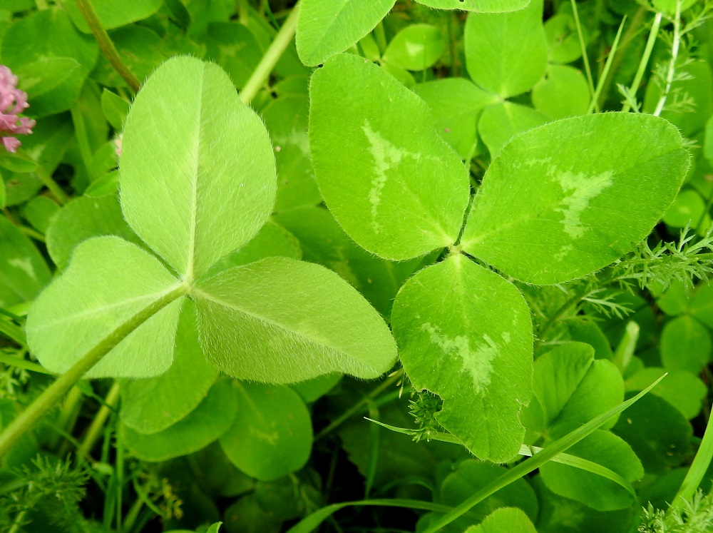 Trifolium pratense - puna-apilan lehdet ovat lähes aina kolmilehdykkäiset. Lehdykät ovat lähinnä puikeat, leveän kiilatyviset ja pyöreä- tai tylppäkärkiset sekä niittypuna-apilalla tavallisesti noin 15-35 mm pitkät ja leveimmältä kohtaa noin 8-18 mm leveät. Peltopuna-apilalla lehdykät ovat keskimäärin isommat, suurimmillaan noin 60 mm pitkät ja noin 35 mm leveät. Puna-apilan lehdykät ovat hyvin hienosti nirhalaitaiset, päältä vihreät, vaalealaikkuiset ja alta vaaleanvihreät. Niittypuna-apilan lehdykät ovat molemmin puolin ja laidoiltaan karvaiset. Peltopuna-apilan lehdykät ovat laidoiltaan karvaiset mutta molemmilta pinnoiltaan kaljut tai vähäkarvaiset. EH, Hämeenlinna, Loimalahti, Hirsimäki, Esikontien varren kevytväylän laitaruohikko, 2.7.2022. Copyright Hannu Kämäräinen.