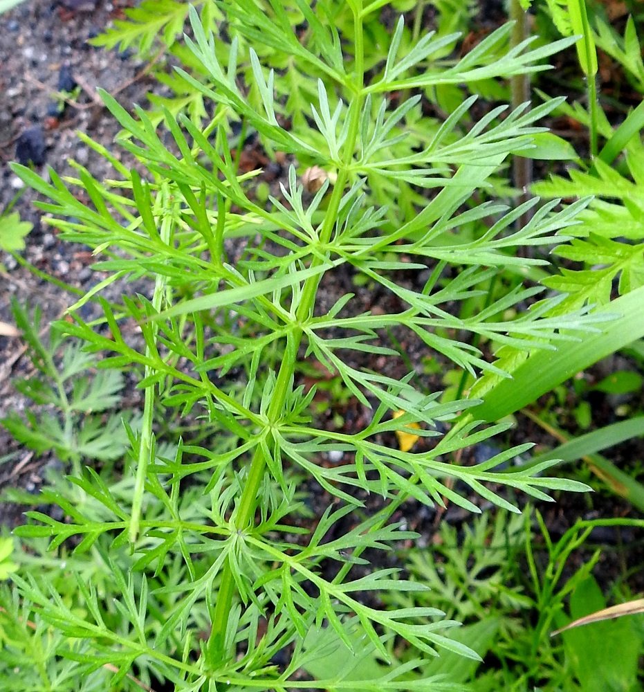 Carum carvi - (mauste)kuminan ruusukelehdet ovat yleensä varren alus- ja tyvilehtiä hoikemmat ja hennommat. Myös lehtien liuskoitus on sirompaa. PeP, Tornio, Yli-Vojakkala, Tornionjoen rantapenkereen päällä, Jokivarrentien (tie E8/21) laiteessa kulkevan kevytväylän reuna Juntikan kohdalla, 8.7.2025. Copyright Hannu Kämäräinen.