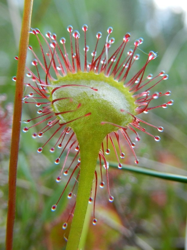 Drosera rotundifolia - pyöreälehtikihokin lehtilapa ja ruodin alapuoli ovat kaljut. Jotkut limaa erittävät karvat voivat toisinaan hyödyttömästi liimautua kiinni lavan alapintaan. EH, Hämeenlinna, Pullerinmäki, Ahvenistonharjun juurella olevan Kahtoilammen luoteispään rantasuo, 2.7.2011. Copyright Hannu Kämäräinen.