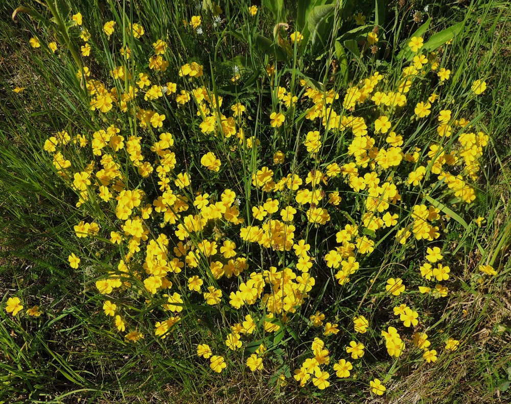 Helianthemum nummularium - kultapäivännoudon nimialalaji, ketopäivännouto on Suomessa alkuperäinen ja yleisehkö Ahvenanmaalla sekä hyvin harvinainen muinaistulokas Varsinais-Suomen ja Etelä-Hämeen eliömaakunnissa. Muutama vanha uustulokashavainto on myös Uudenmaan ja Etelä-Savon eliömaakunnista. Tanskanpäivännoudosta on vain muutama hyvin vanha satunnaistulokashavainto. A, Sund, Tosarby, Bomarsundiin vievän maantien (tie 2) laitaketo noin 1 km Tosarbyn tienhaarasta itään, 10.6.2014. Copyright Hannu Kämäräinen.