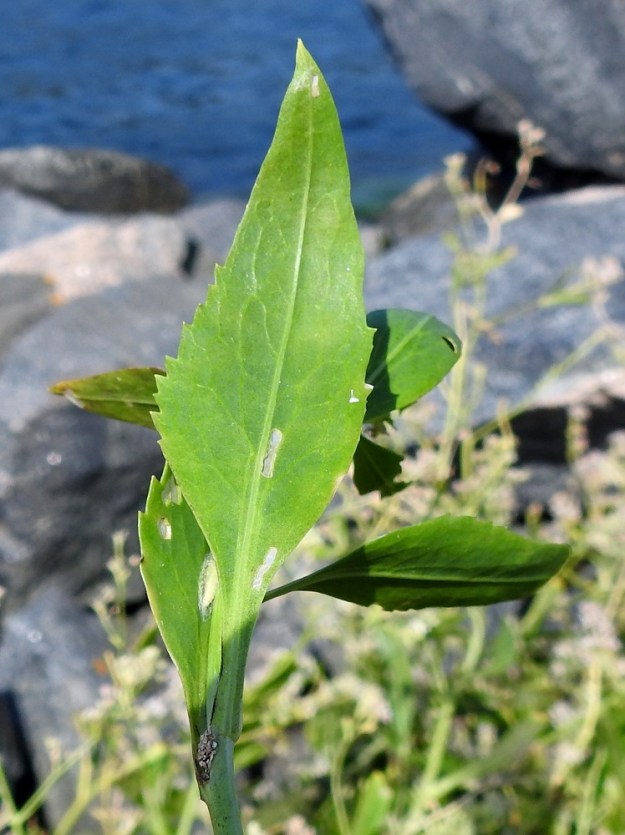 Lepidium latifolium - isokrassin lehdet ovat molemmin puolin kaljut. Lehtien hampaisuus vähenee latvaa kohti, ja ylimmät lehdet ovat ehytlaitaiset. 4.8.2026. Copyright Hannu Kämäräinen.