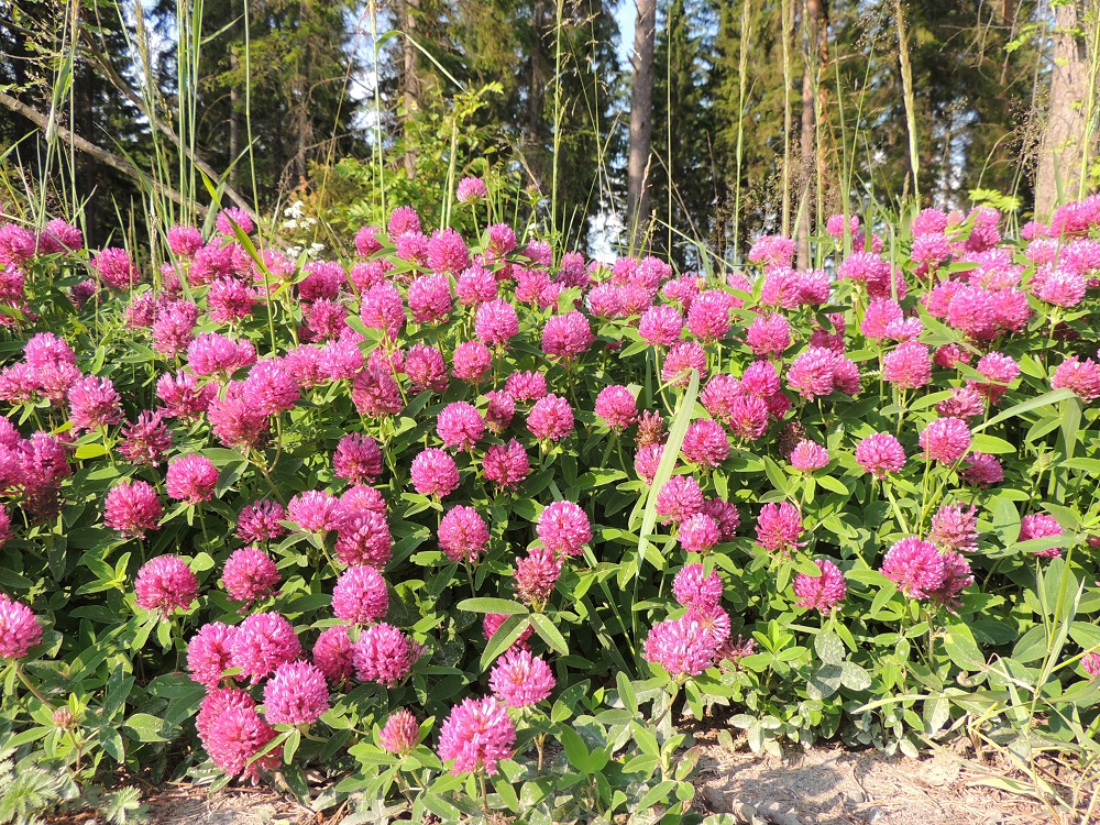 Trifolium medium - metsäapilan kasvupaikkoina ovat lähinnä niityt, kaikenlaiset pientareet ja tienlaiteet, lehtomaiset, avarat metsät, hakkuuaukeat ja metsänreunat, kesantopellot, asutuksen lähialueet sekä joutomaat. EH, Hämeenlinna, Majalahti, Louhoksentien laitaruohikko metsän reunassa, 26.6.2013. Copyright Hannu Kämäräinen.