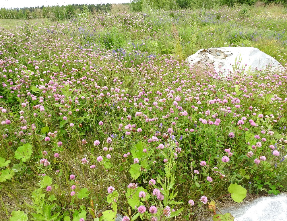 Trifolium pratense - puna-apilan nimimuunnos, niittypuna-apila, on Suomessa muinaistulokas. Se on hyvin yleinen pohjoisinta Lappia lukuun ottamatta. Sompion Lapin, Enontekiön Lapin ja Inarin Lapin eliömaakunnissa se on selvästi harvinaisempi. Peltopuna-apila on Suomeen tuotu rehu- ja viherlannoitekasvi sekä uustulokas asutuksen ja viljelyalueiden lähistöllä. Muunnoksen villiytymisestä peltoalueiden ulkopuolelle on vain vähän havaintotietoja. Puna-apilan kasvupaikkoina ovat lähinnä niityt, kedot, hakamaat, kaikenlaiset pientareet ja tienlaiteet, kesantopellot, asutuksen lähialueet sekä joutomaat. EH, Hämeenlinna, Loimalahti, Sampo, Sammontien varrella oleva niittyalue, 24.7.2017. Copyright Hannu Kämäräinen.