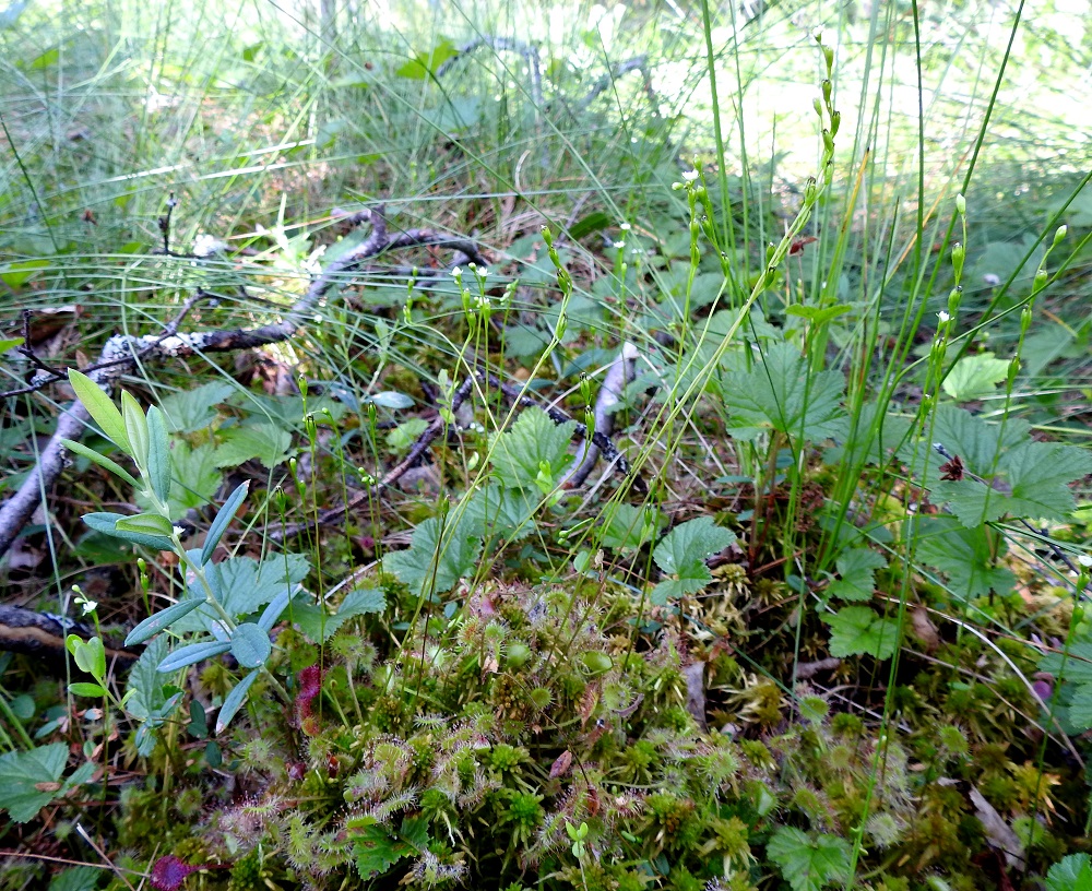 Drosera rotundifolia - pyöreälehtikihokki on Suomessa alkuperäinen ja yleinen kaikissa eliömaakunnissa Käsivarren Lappia lukuun ottamatta, missä se on harvinainen. Kasvupaikkoina ovat lähinnä nevat, rämeet, rannat, ojat ja hylättyjen sorakuoppien tihkupinnat. EH, Hämeenlinna, Pullerinmäki, Ahvenistonharjun juurella olevan Kahtoilammen luoteispään rantasuo, 11.7.2021. Copyright Hannu Kämäräinen.