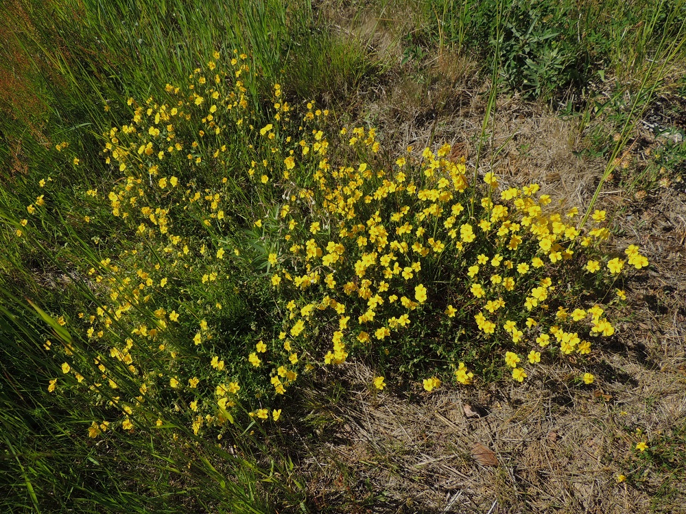 Helianthemum nummularium - kultapäivännoudon kasvupaikkoina ovat lähinnä kuivat rinteet, kedot, soraikot ja tienpientareet. Laji on kalkinsuosija. Se on rauhoitettu koko maassa eli vuodesta 2023 alkaen myös Ahvenanmaalla. Vuoden 2019 uhanalaisuusarvioinnissa kultapäivännouto on luokiteltu silmälläpidettäväksi lajiksi (NT). Luokitukseen on vaikuttanut yksilöiden määrän merkittävä vähentyminen. A, Sund, Tosarby, Bomarsundiin vievän maantien (tie 2) laitaketo noin 1 km Tosarbyn tienhaarasta itään, 10.6.2014. Copyright Hannu Kämäräinen.