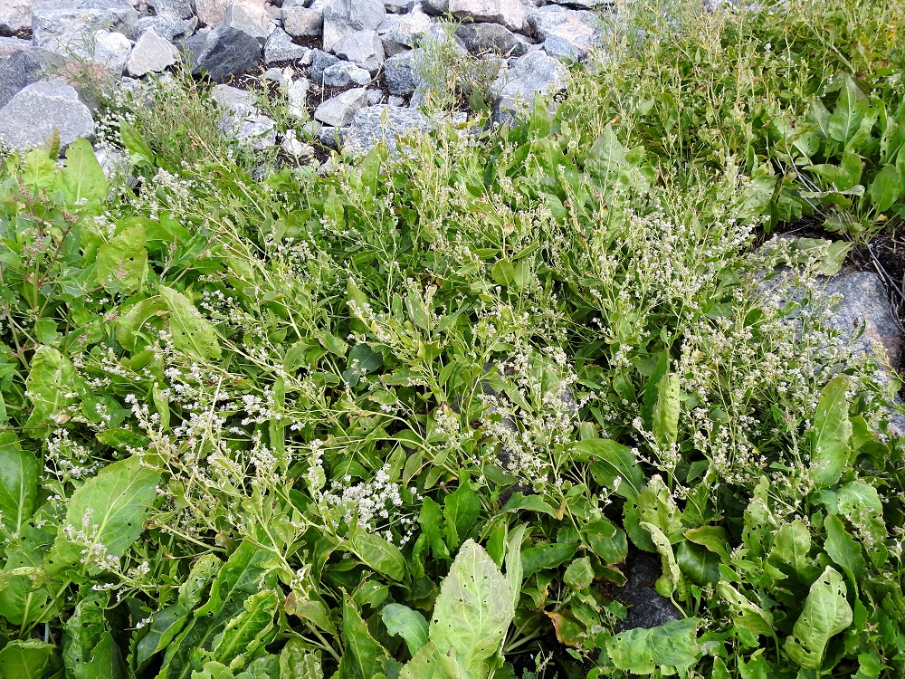 Lepidium latifolium - isokrassi on Suomessa muinaistulokas, jonka saapuminen on tapahtunut siemeninä tai juurakonkappaleina meriliikenteen mukana etelämpää Itämeren alueelta. Se on hyvin harvinainen Ahvenanmaan ja Varsinais-Suomen eliömaakuntien saaristossa. Lisäksi laji on levinnyt joko luontaisesti tai veneilyn ja meriliikenteen myötä Uudenmaan eliömaakunnan länsireunaan, Hankoniemen rannikolle (kuvasarja). Lajia on viime vuosikymmeninä muutaman kerran tavattu myös uustulokkaana luontaisten kasvupaikkojen ulkopuolelta. 4.8.2026. Copyright Hannu Kämäräinen.
