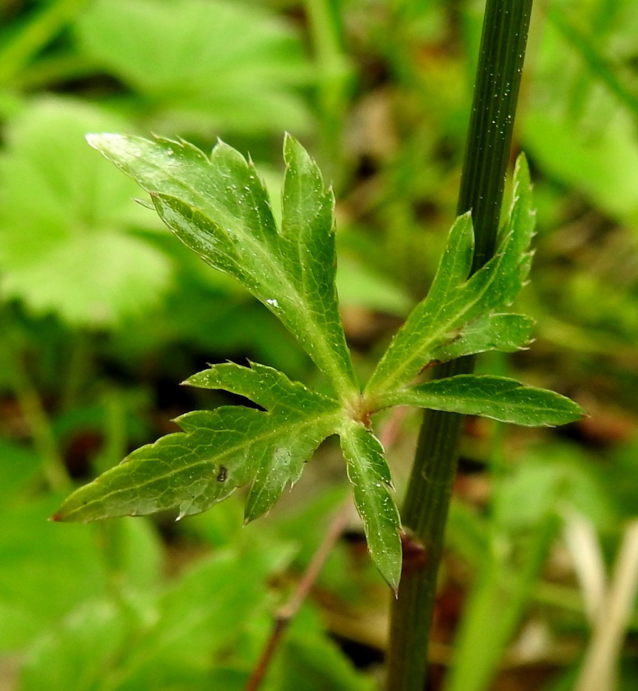 Sanicula europaea - (euroopan)haavayrtin varressa, puolivälissä tai ylempänä, on useimmiten yksi varsilehti. Joskus lehti voi puuttua kokonaan, ja toisinaan niitä voi olla kaksi tai kolmekin. Varsilehdet ovat lyhytruotiset, tai lapa lähtee suoraan tupen reunasta. Lapa on 3-5-osainen, noin 2-5 cm pitkä ja noin 2,5-6 cm leveä. Osaliuskat ovat aluslehtiä kapeammat ja sirommat sekä pienimmillään vain noin 15 mm pitkät ja noin 2 mm leveät. 18.6.2023. Copyright Hannu Kämäräinen.