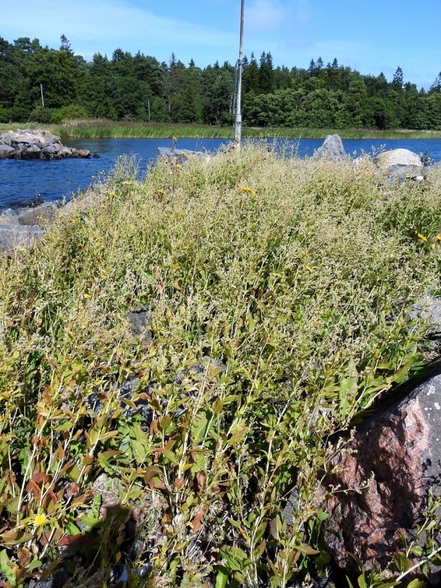 Lepidium latifolium - isokrassin luontaisina kasvupaikkoina ovat lähinnä soraiset ja kivikkoiset merenrannat. Laji on rauhoitettu. Vuoden 2019 uhanalaisuusarvioinnissa se on todettu silmälläpidettäväksi (NT). Juurakko on vahva, vaakatasossa levittäytyvä, haarova ja silmuinen synnyttäen tiheitä ja laajojakin kasvustoja. Tiukasti maaperään ankkuroituneen juuristonsa avulla laji kestää myös jäiden rynnistyksen ja aallokon voiman. Siemeniä kehittyy kasvustoista valtavasti, ja jäät voivat irrottaa myös yksittäisiä, silmuavia juurenkappaleita. Niin siemenet kuin juurenkappaleetkin voisivat helposti levitä veden mukana laajemmallekin. Jostain syystä laji ei ole kuitenkaan tunnetun, noin sadan vuoden esiintymishistoriansa aikana kyennyt levittäytymään löytöpaikoiltaan laajemmalle. 4.8.2026. Copyright Hannu Kämäräinen.