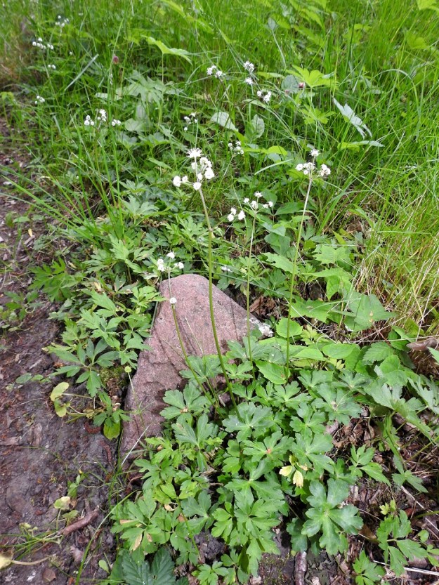 Sanicula europaea - (euroopan)haavayrtti on Suomessa alkuperäinen, ja sitä tavataan yleisenä Ahvenanmaalla ja erittäin harvinaisena Varsinais-Suomen eliömaakunnassa, lounaissaaristossa. Kasvupaikkoina ovat lähinnä lehdot, lehto- ja lehdesniityt, rantaniittyjen yläreunat metsänlaiteissa sekä tuoreet kangasmetsät. Laji on kalkinsuosija. 18.6.2023. Copyright Hannu Kämäräinen.