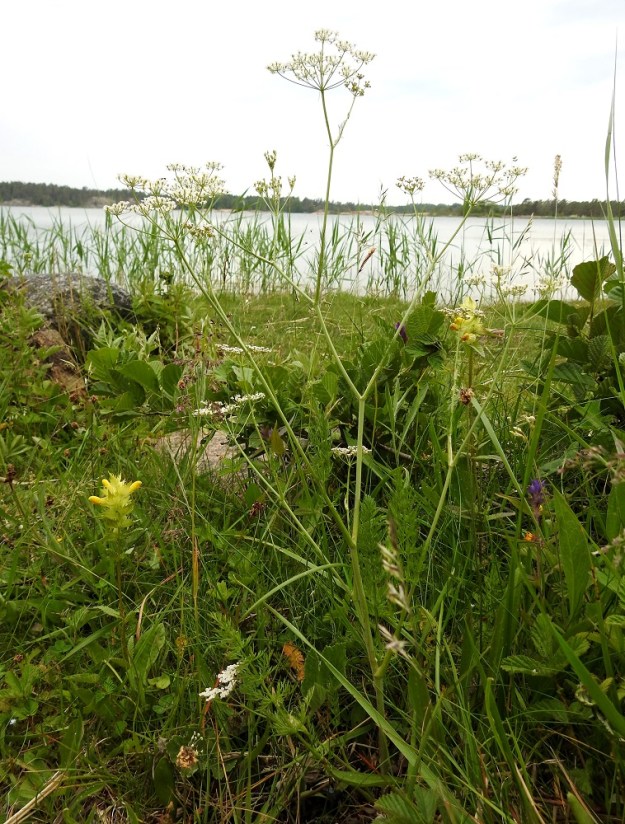 Carum carvi - (mauste)kumina on pysty ja useimmiten noin 30-60 cm korkea ruoho, jonka varsi on usein lähes koko mitaltaan haarova. A, Jomala, Ramsholm, luonnonsuojelualue, eteläpään länsilaidan rantaniittyalue, 18.6.2023. Copyright Hannu Kämäräinen.