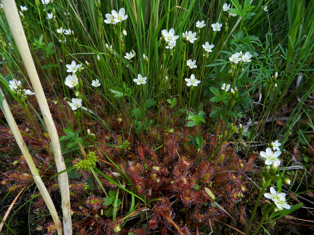 Drosera anglica - pitkälehtikihokki on yksi Suomen ja koko Euroopankin kolmesta kihokkilajista. Usein sen kukinnot jäävät lähes huomaamattomiksi, ja katse kiinnittyy vain erikoisiin lehtiin. Kukat ovat huomaamattomia siksi, että ne ovat säästä riippuen lähes tai koko vuorokauden kiinni. Pilvettömällä säälläkin ne ovat avoinna aurinkoisimpaan aikaan enintään muutaman tunnin. PK, Juuka, Kopravaara, Kopravaarantien länsipuolella oleva Valkealampi, koillispuoli, Akanlahden ranta leirintäalueen kohdalla, 11.7.2011. Copyright Hannu Kämäräinen.