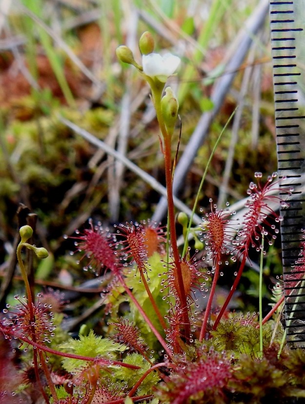 Drosera intermedia - pikkukihokki on monivuotinen, lehtiruusukkeellinen, hoikka ja pysty ruoho sekä vanakasvi, jonka vana on yleensä vain vähän ruusukelehtiä pitempi ja kukintoineen useimmiten noin 2-7 cm korkea. Kuvan yksilön vana on noin 4,5 cm pitkä ja tavallista korkeammalle lehtien yläpuolelle yltävä. EH, Hattula, Hyrvälä, Kuivajärvi-lammen eteläpään rimpinen rantaneva, luonnonsuojelualue, 16.7.2026. Ellei toisin mainita, kuvat ovat tältä samalta kasvupaikalta. Copyright Hannu Kämäräinen.