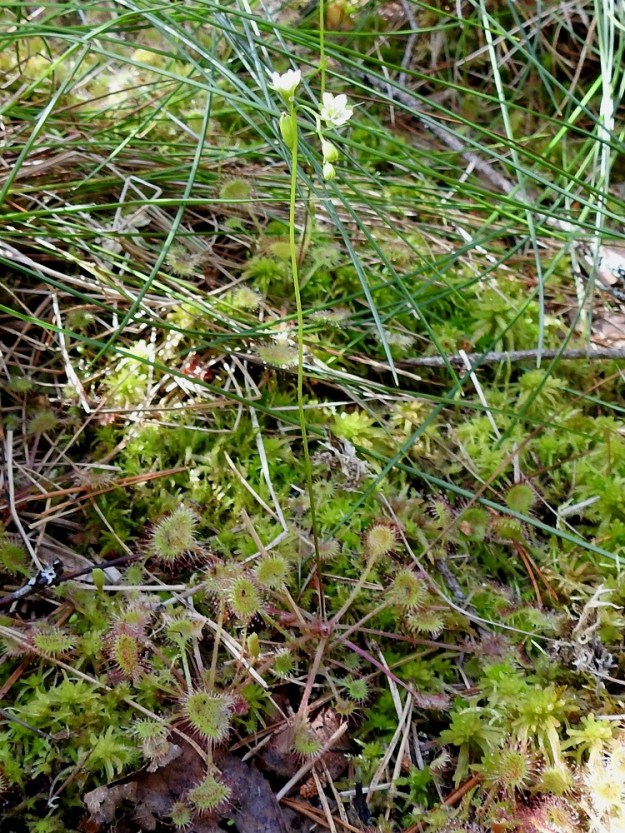 Drosera rotundifolia - pyöreälehtikihokki on monivuotinen, lehtiruusukkeellinen, hoikka ja pysty ruoho sekä vanakasvi, jonka vana on huomattavasti lehtiä pitempi ja kukintoineen useimmiten noin 5-15 cm korkea. Ruusukelehdet ovat kasvualustan sen salliessa vaakatasoiset. EH, Hämeenlinna, Pullerinmäki, Ahvenistonharjun juurella olevan Kahtoilammen luoteispään rantasuo, 11.7.2021. Copyright Hannu Kämäräinen.
