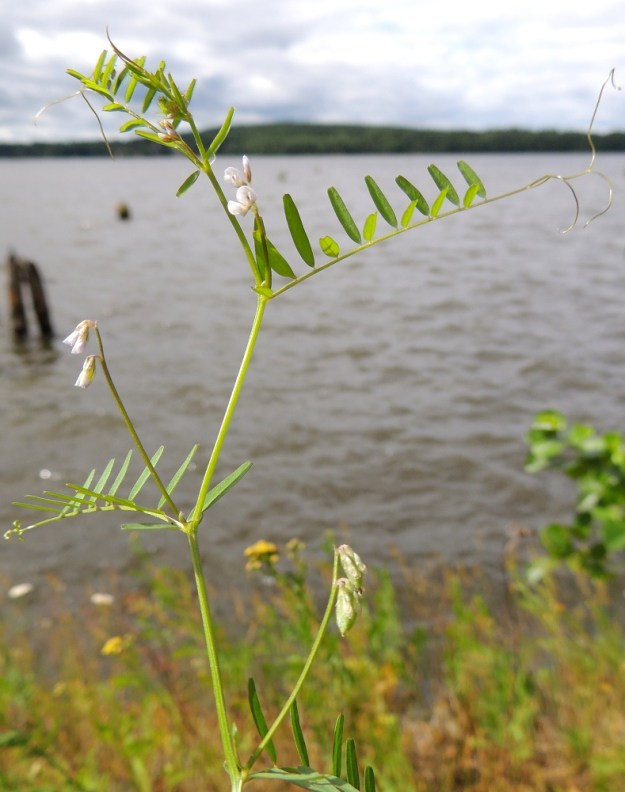 Ervilia hirsuta - peltovirvilä on yksivuotinen, kiipeilevä ja tavallisesti noin 20-60 cm pitkä ruoho, jonka lehdet ovat varrella kierteisesti. ES, Kouvola, Riihikallio, Patikko, Kuusaanlammen itäranta, entisen puun lastausradan päätepisteen ja rannan lastauslaiturin pohjoispuolinen, pieni sorakenttä, 1.8.2015. Ellei toisin mainita, kuvat ovat tältä samalta kasvupaikalta. Copyright Hannu Kämäräinen.