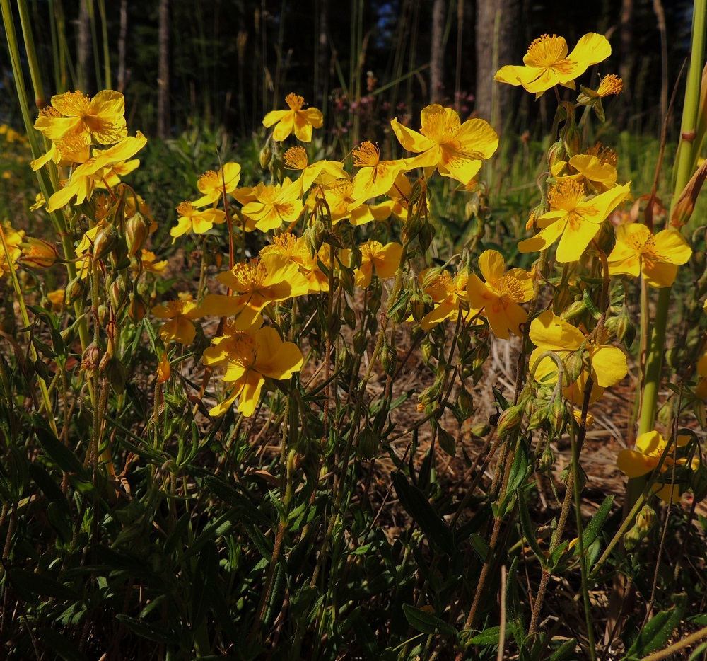 Helianthemum nummularium - kultapäivännouto on monivuotinen, yleensä monivartinen ja pysty tai tyveltä koheneva puolivarpumainen ruoho, joka on tavallisesti noin 10-30 cm korkea. A, Sund, Tosarby, Bomarsundiin vievän maantien (tie 2) laitaketo noin 1 km Tosarbyn tienhaarasta itään, 10.6.2014. Copyright Hannu Kämäräinen.