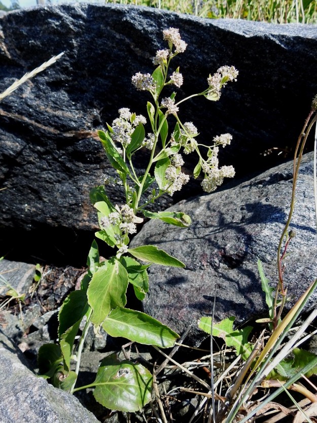 Lepidium latifolium - isokrassi on monivuotinen, pysty ja tavallisesti noin 30-120 cm korkea ruoho, jonka varsilehdet ovat kierteisesti. U, Hanko, Hangonkylä, merenrannan louhikkoisessa kivikossa ja myös avoimella hiekalla kaikkiaan noin 50 m pitkä kasvustoalue, 4.8.2026. Koko kuvasarja on samalta kasvupaikalta. Copyright Hannu Kämäräinen.