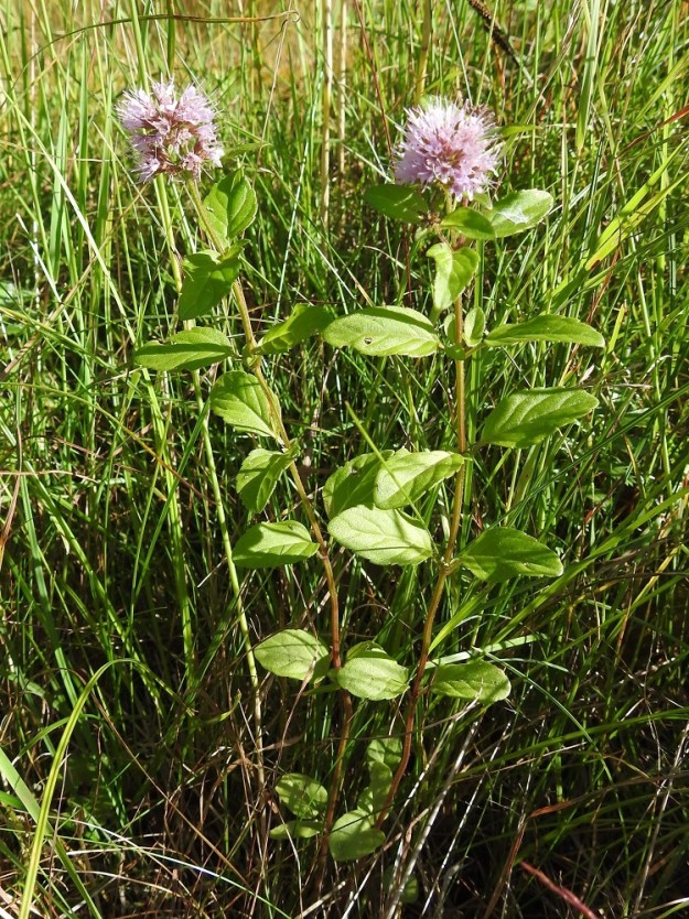 Mentha aquatica subsp. litoralis - merivesiminttu on monivuotinen, pysty tai tyveltä koheneva, voimakastuoksuinen ja tavallisesti noin 20-50 cm korkea ruoho. A, Finström, Björkön pohjoiskärki, Jugansholm, Bergövägenin länsipuolella oleva merenrantaniittykaista, 8.8.2026. Koko kuvasarja on samalta kasvupaikalta. Copyright Hannu Kämäräinen.