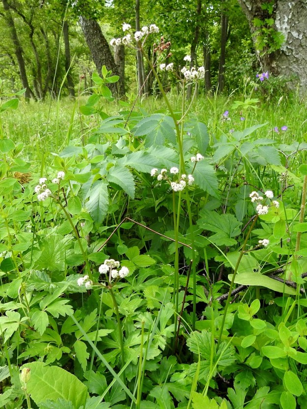 Sanicula europaea - (euroopan)haavayrtti on monivuotinen, pysty ja useimmiten noin 20-50 cm korkea ruoho, jonka normaali kukinta-aika on kesä-heinäkuu. A, Lemland, Nåtö, saaren pohjoisosan luonnonsuojelualueen itälaita, ruohopohjainen lehto ja lehtoniitty sekä rantaniityn ja metsän raja, 10.6.2024. Ellei toisin mainita, kuvat ovat tältä samalta kasvualueelta. Copyright Hannu Kämäräinen.