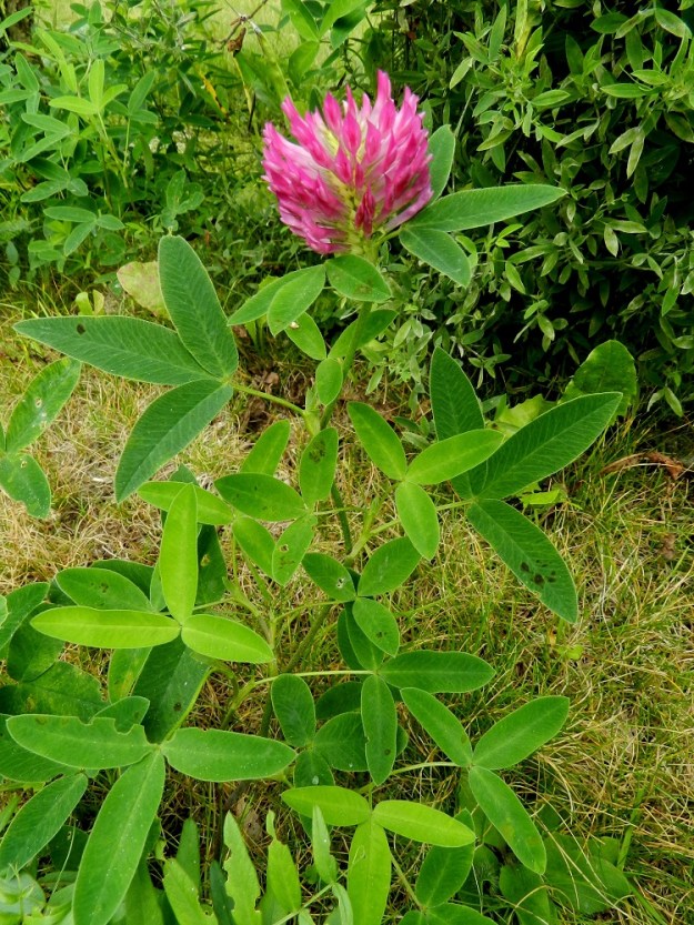 Trifolium medium - metsäapila on monivuotinen, tyveltä koheneva, pysty ja tavallisesti noin 25-50 cm pitkä ruoho, jonka lehdet ovat varrella kierteisesti. Lehtiruoti on latvaa kohti lyhenevä ja ylimpiä lehtiä lukuun ottamatta yleensä noin 1,5-10 cm pitkä. EH, Hämeenlinna, Loimalahti, Hirsimäki, Näsiäntien varrella olevan pihamaan niittyalue, 3.9.2011. Copyright Hannu Kämäräinen.