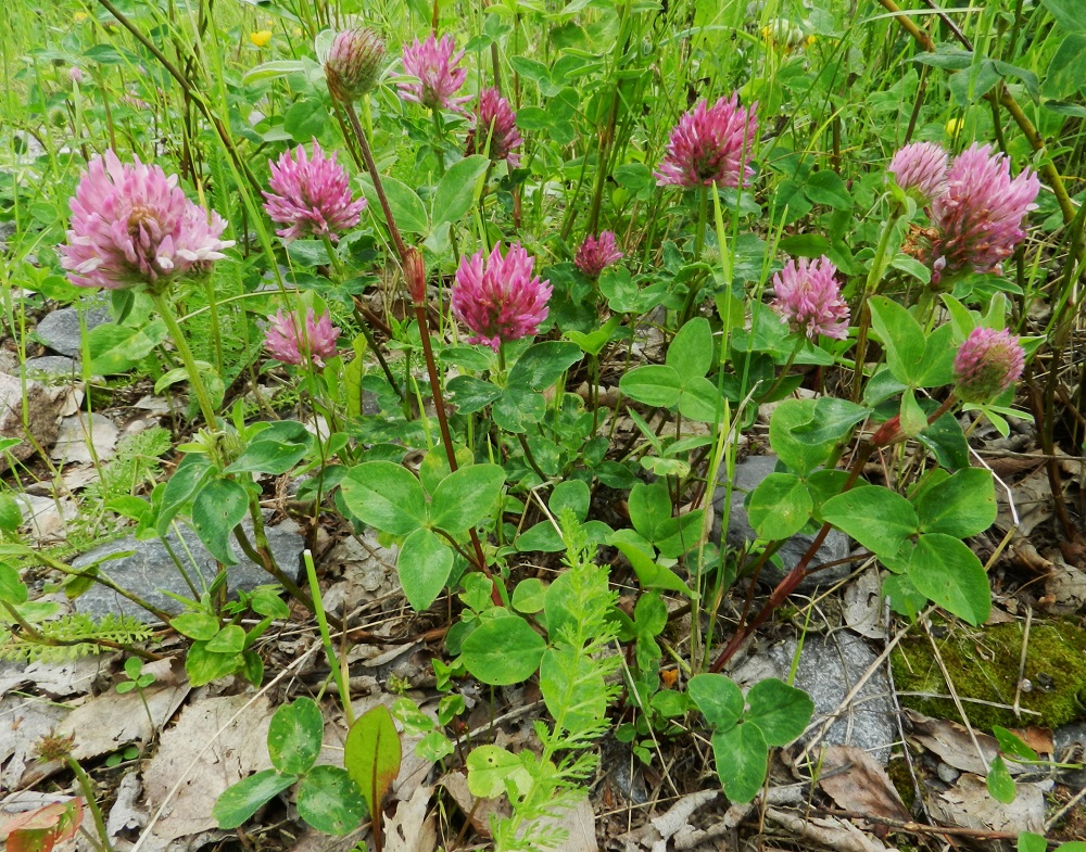 Trifolium pratense - puna-apilan pääjuuri on pysty, vankka ja syvälle tunkeutuva synnyttäen monivartisia yksilöitä. Varret ovat tyveltä kohenevat, suorat, kaarevat tai mutkaiset ja vihreäsävyiset tai ainakin osittain punertavat - ruskehtavat. EH, Hämeenlinna, Keinusaari, Varikonniemen tyvi, rata-alueen laitaniitty, 25.6.2011. Ellei toisin mainita, kuvissa olevat puna-apilat ovat nimimuunnosta, niittypuna-apilaa, var. pratense. Copyright Hannu Kämäräinen.