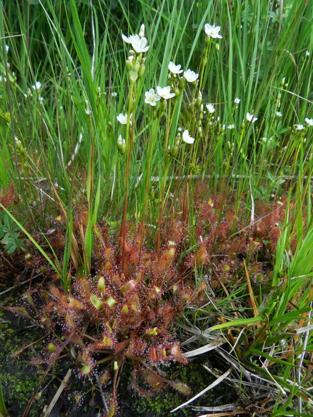 Drosera anglica - pitkälehtikihokki on monivuotinen, lehtiruusukkeellinen, hoikka ja pysty ruoho sekä vanakasvi, jonka vana on huomattavasti lehtiä pitempi ja kukintoineen useimmiten noin 10-20 cm korkea. Vana on haaraton, tyveltä alkaen pysty, alaosasta punasävyinen ja ylempää useimmiten vihreä. PK, Juuka, Kopravaara, Kopravaarantien länsipuolella oleva Valkealampi, koillispuoli, Akanlahden ranta leirintäalueen kohdalla, 11.7.2011. Copyright Hannu Kämäräinen.