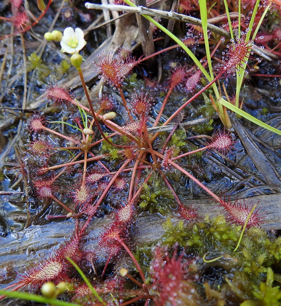 Drosera intermedia - pikkukihokin vana on haaraton, lehdetön, punasävyinen ja mutkatyvinen. Se lähtee ruusukkeensa jostakin alemmasta lehtihangasta. Pitkälehtikihokilla, D. anglica ja pyöreälehtikihokilla, D. rotundifolia, vana on suoratyvinen ja lähtee jonkin ylemmän ruusukelehden hangasta. 16.7.2026. Copyright Hannu Kämäräinen.