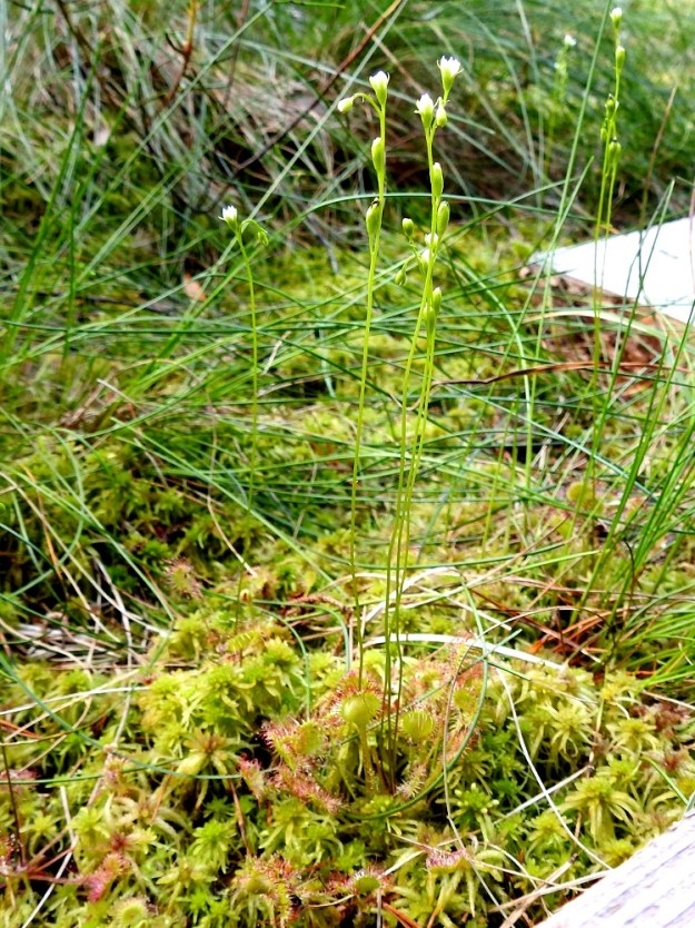 Drosera rotundifolia - pyöreälehtikihokin juurakko muodostuu pitkähköstä, ohutjuurisesta kimpusta, joka voi haaroa yläosastaan ja kasvattaa jälkisilmuista rinnalleen uusia ruusukkeita. Vana on haaraton, lehdetön, tyveltä alkaen pysty ja vihreä tai ainakin alaosasta punasävyinen. Se lähtee ruusukkeensa ylimmästä lehtihangasta. Kuvassa oleva, pitkospuupolun vieressä kasvava nelivanainen, tiheä tupas on todennäköisesti samaa kasvullisesti levittäytynyttä yksilöä, mutta sen vanat ovat kuitenkin eri ruusukkeissa. Kun ympärillä kasvaa korkeampaa, tiivistä rahkasammalikkoa, ruusukelehdet jäävät väkisinkin pystyasentoon. EH, Hämeenlinna, Pullerinmäki, Ahvenistonharjun juurella olevan Kahtoilammen luoteispään rantasuo, 11.7.2021. Copyright Hannu Kämäräinen.