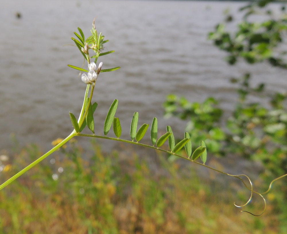 Ervilia hirsuta - peltovirvilän kukinnot ovat lehtihankaisina, pieninä ja vähäkukkaisina terttuina. Lajin normaali kukinta-aika on kesä-elokuu. 1.8.2015. Copyright Hannu Kämäräinen.