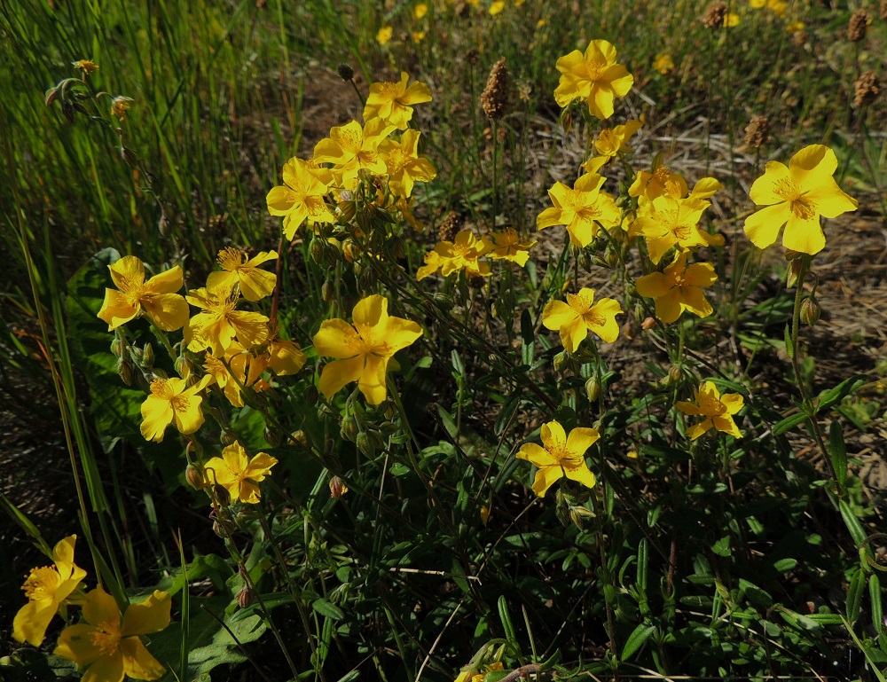 Helianthemum nummularium - kultapäivännoudon kukinto on varren latvassa oleva yksihaarainen viuhko, jossa on allekkain yhdestä kymmeneen kukkaa. Kukinnosta on usein auki kerrallaan vain yksi kukka ja sekin vain lämpimällä ja hyvällä säällä. A, Sund, Tosarby, Bomarsundiin vievän maantien (tie 2) laitaketo noin 1 km Tosarbyn tienhaarasta itään, 10.6.2014. Copyright Hannu Kämäräinen.