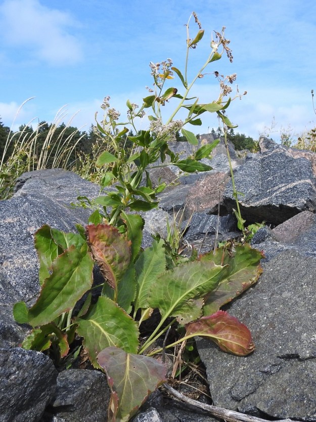 Lepidium latifolium - isokrassin alus- ja ruusukelehdet ovat pitkähköruotiset ja aika usein kookkaat. Kukinto on laaja, monihaarainen ja toistamiseen haarova. Haarat ovat tukilehdelliset. 4.8.2026. Copyright Hannu Kämäräinen.